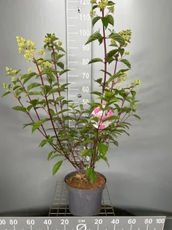 ohgreen Hydrangea paniculata 'Vanille Fraise'