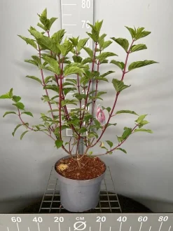 ohgreen Hydrangea paniculata 'Vanille Fraise'