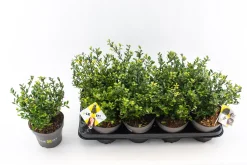 ohgreen Ilex of hulst 'dark green' struik 10-20 cm potmaat 14