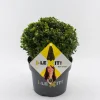 ohgreen Ilex of hulstbol dark green 19cm