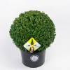 ohgreen Ilex of hulstbol dark green 35cm