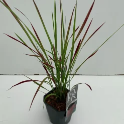 ohgreen Imperata cylindrica Red Baron ( Japans bloedgras )