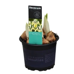 ohgreen Iris reticulata Katherine's Gold