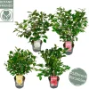 ohgreen Japanse camelia p19 h50
