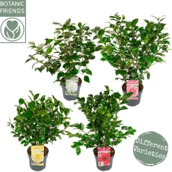 ohgreen Japanse camelia p19 h50