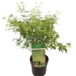 ohgreen Japanse esdoorn butterfly p19 h50