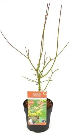 ohgreen Japanse esdoorn 'jerre schwartz' p19 h50