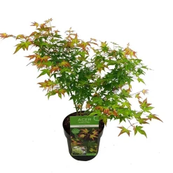 ohgreen Japanse esdoorn little princ p19 h40