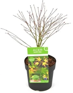 ohgreen Japanse esdoorn little princ p19 h40