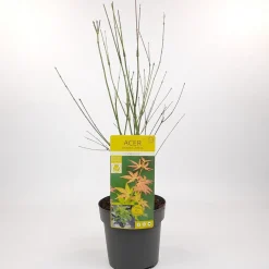 ohgreen Japanse esdoorn orange dream p19 h50