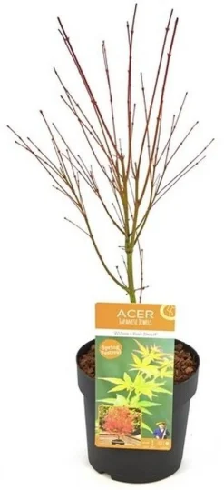 ohgreen Japanse esdoorn wilsons p19 h55