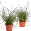ohgreen Juncus effusus ( Dwergrus )