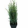 ohgreen Juniperus communis Arnold ( Jeneverbes )