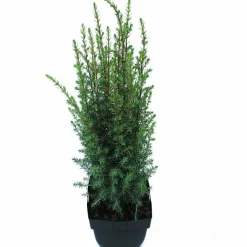 ohgreen Juniperus communis Arnold ( Jeneverbes )
