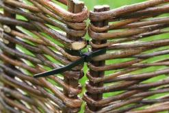 ohgreen Kabelbinder 30cm zwart 25 stuks