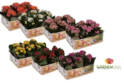 ohgreen Kalanchoë Gardenlina 6-pack