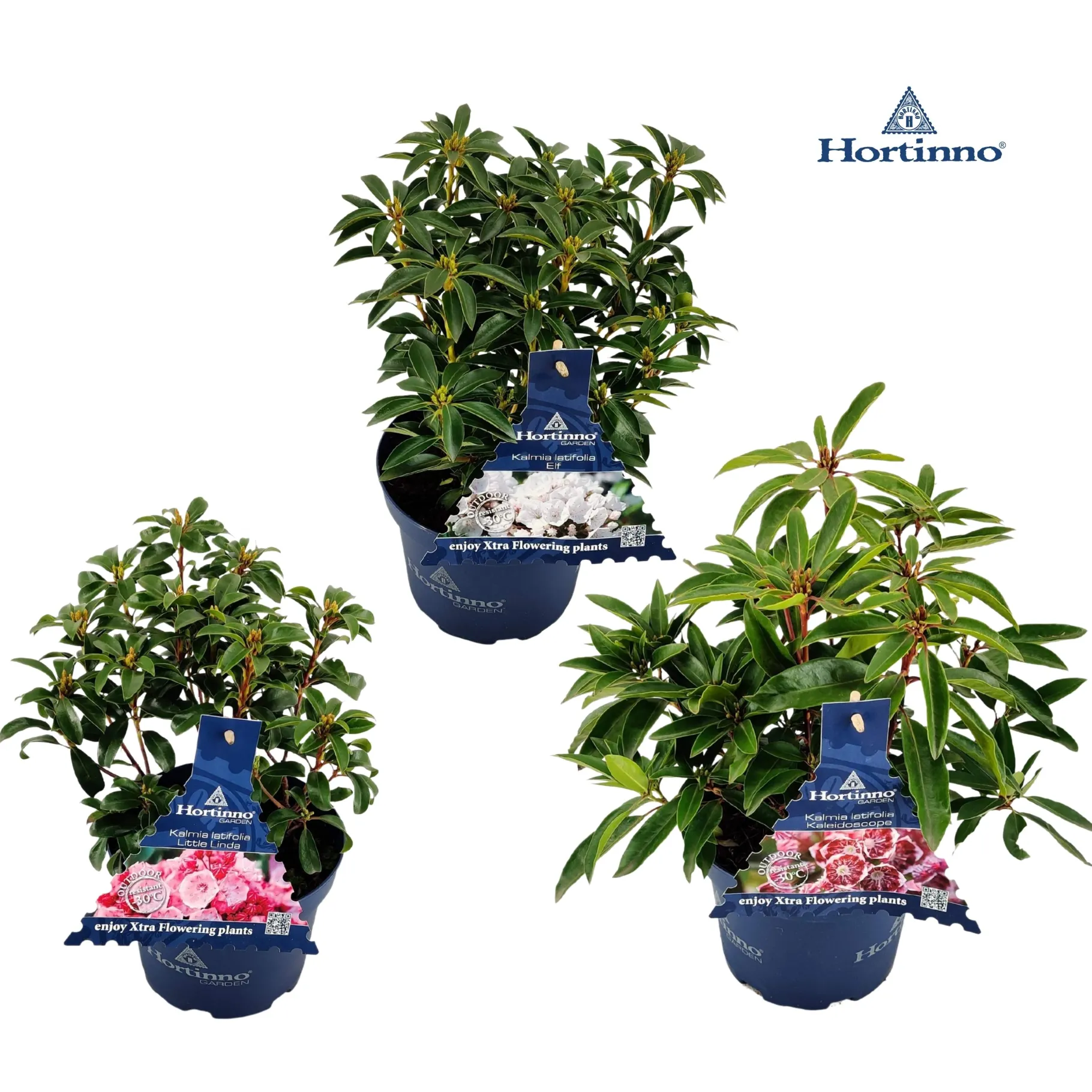 ohgreen Kalmia latifolia ( Berglaurier of de breedbladige lepelstruik )