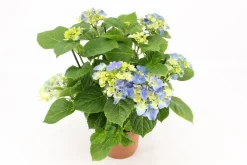 ohgreen Kamerhortensia