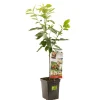 ohgreen Kers patioboompje prunus avium regina