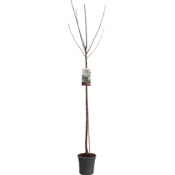 ohgreen Kers prunus avium sunburst hoogstam