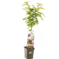 ohgreen Kers prunus avium sylvia zuilvorm