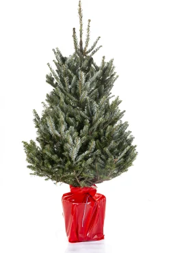 ohgreen Kerstboom Abies Fraseri