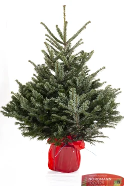 ohgreen Kerstboom Abies Nordman in pot 100-125 cm