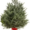 ohgreen Kerstboom Abies Nordmann in pot 150-175 cm