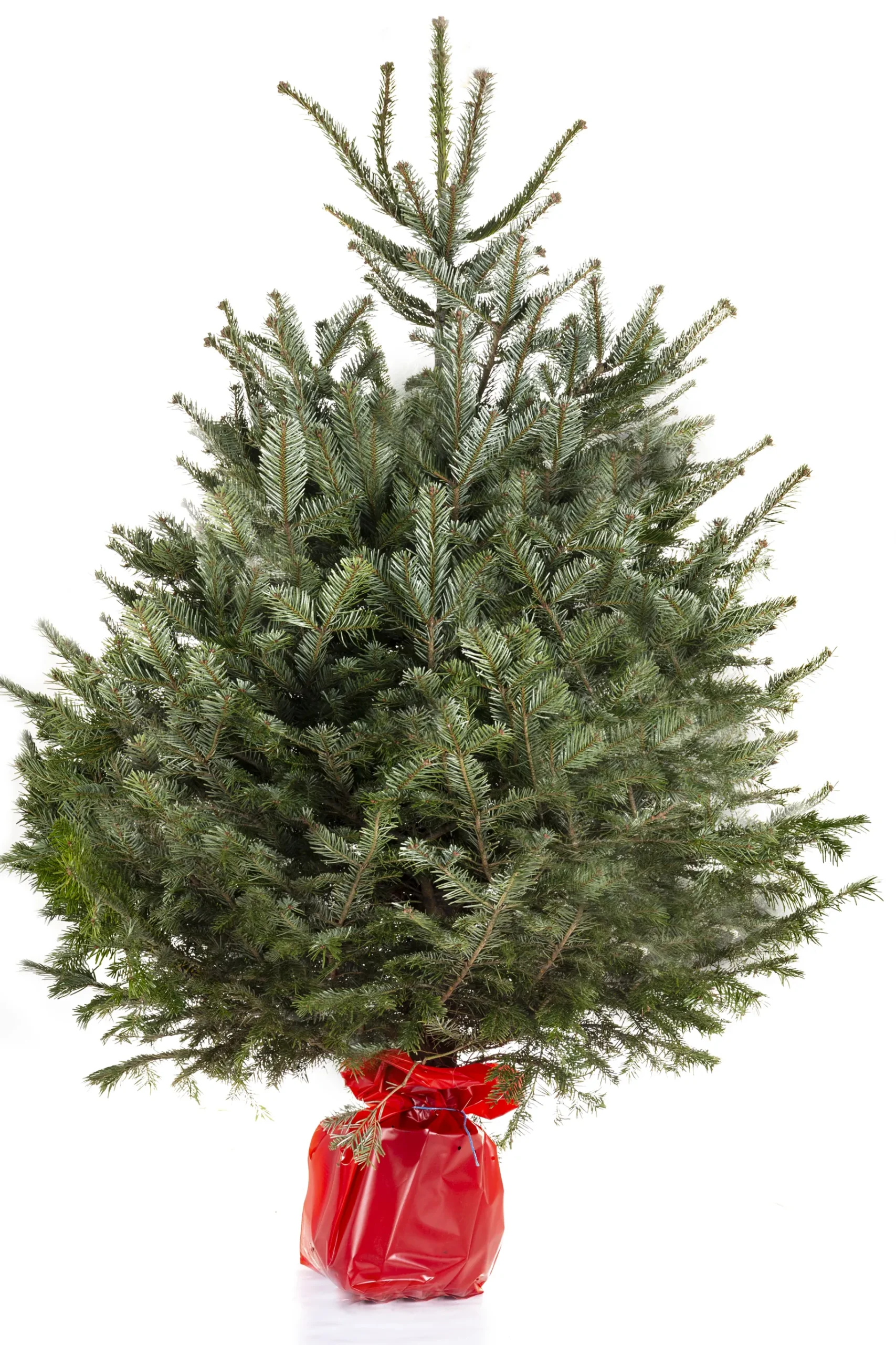 ohgreen Kerstboom Abies Nordmann in pot 150-175 cm