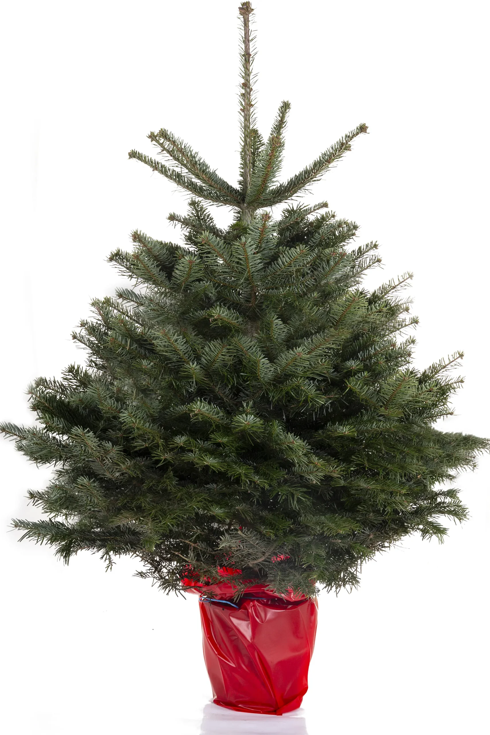 ohgreen Kerstboom Abies Nordmann in pot 125-150 cm