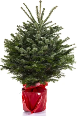 ohgreen Kerstboom Abies Nordmann in pot 80-100 cm