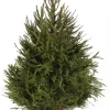 ohgreen Kerstboom Picea abies in pot (Fijnspar)