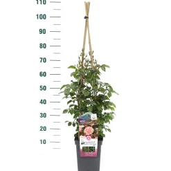 ohgreen Klimroos Rosa 'Prince Jardinier'