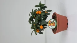 ohgreen Kumquat ciotola