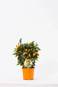 ohgreen Kumquat spalliera