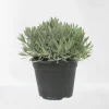 ohgreen Lavendel struik in pot