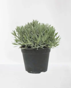 ohgreen Lavendel struik in pot