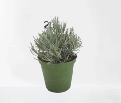 ohgreen Lavendel struik in pot
