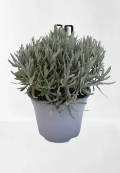 ohgreen Lavendel struik in pot