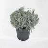 ohgreen Lavendel struik in pot