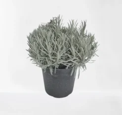 ohgreen Lavendel struik in pot