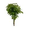 ohgreen Liquidambar styraciflua ( Amberboom )