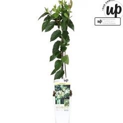 ohgreen Lonicera similis var delavayi