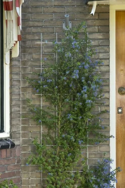 ohgreen Metalen klimrek groen