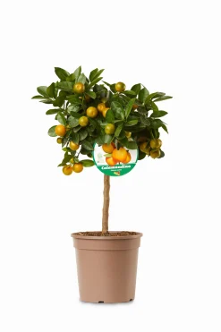 ohgreen Mini citrusboom p20 h70-80
