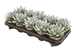 ohgreen Miranda coloured silver