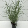 ohgreen Miscanthus flamingo ( Pluimgras roze )