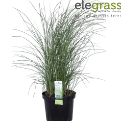 ohgreen Miscanthus sinensis Gracillimus ( Prachtriet of Reuzenriet )