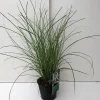 ohgreen Miscanthus sinensis Gracillimus ( Scherpgroen )