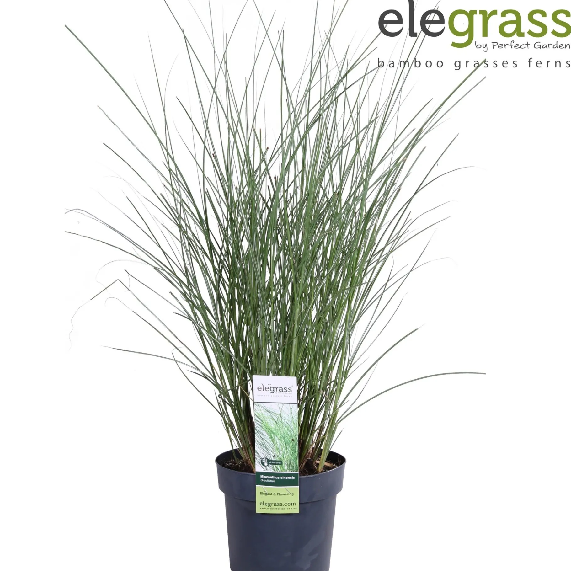 ohgreen Miscanthus sinensis Gracillimus ( Prachtriet )